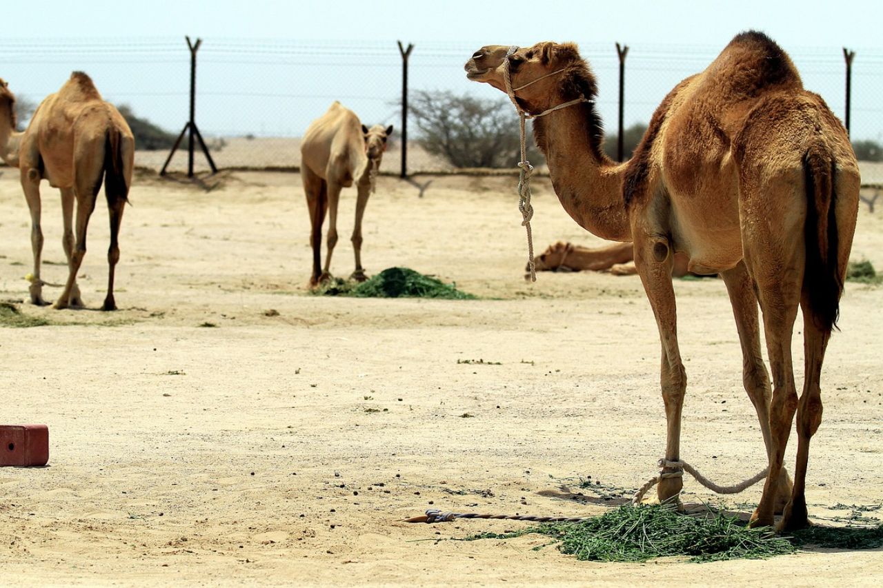 Bezoek aan de nationale parken rondom Dubai